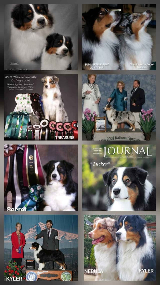 Australian Shepherd Puppies media 8