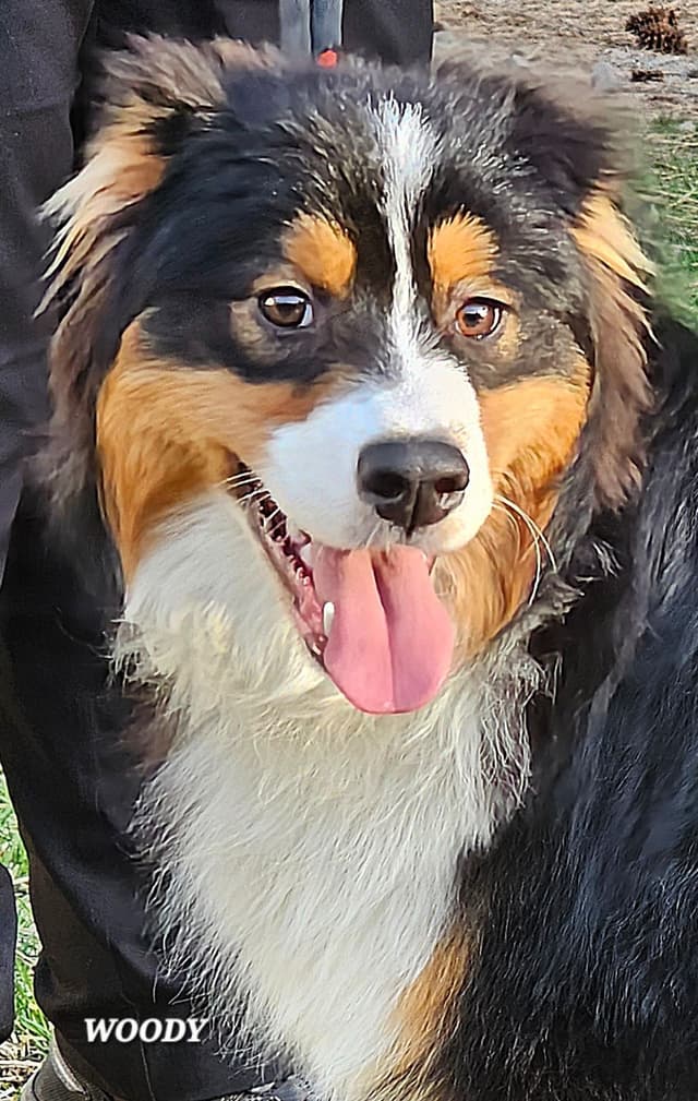 Australian Shepherd Puppies media 12