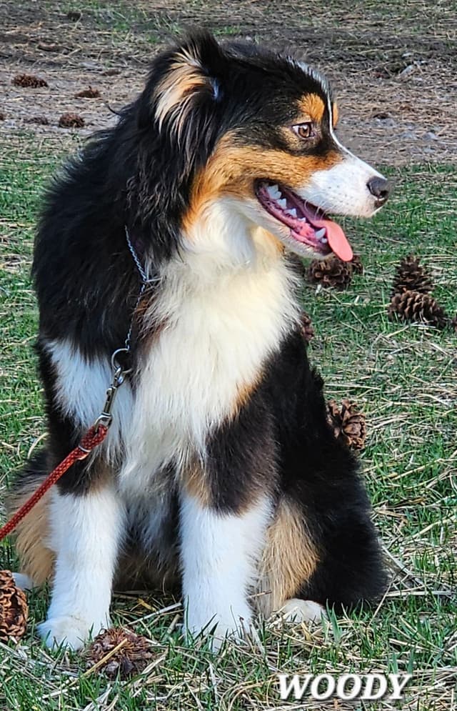 Australian Shepherd Puppies media 13