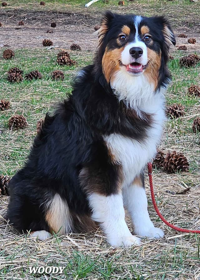 Australian Shepherd Puppies media 15