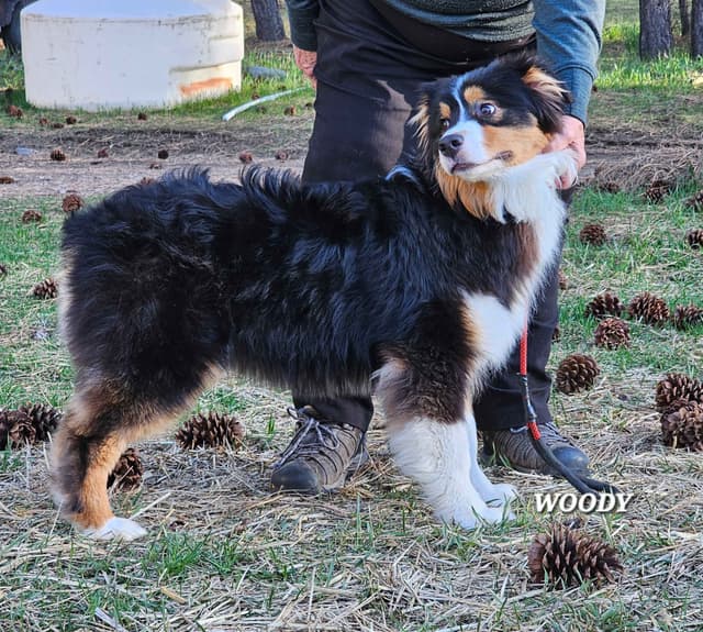Australian Shepherd Puppies media 16