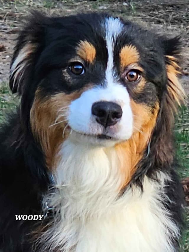 Australian Shepherd Puppies media 17