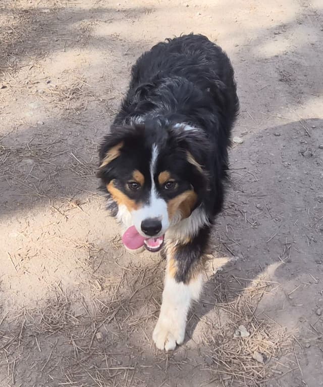 Australian Shepherd Puppies media 19