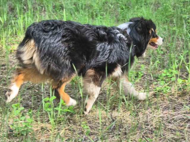 Australian Shepherd Puppies media 20