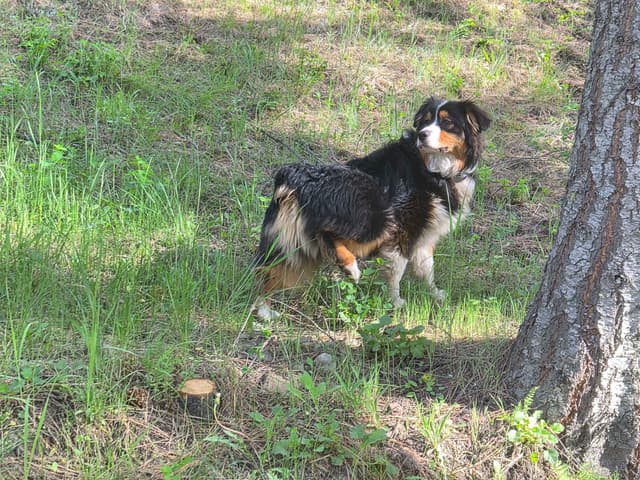 Australian Shepherd Puppies media 21