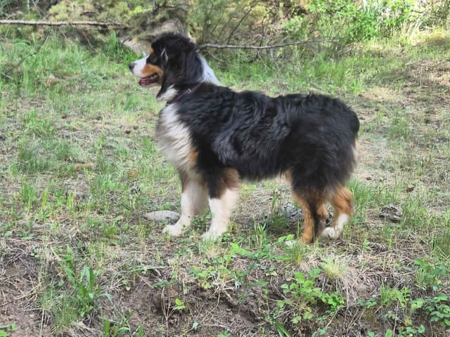 Australian Shepherd Puppies media 22
