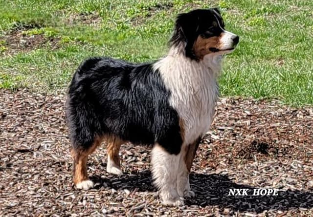 Australian Shepherd Puppies media 24