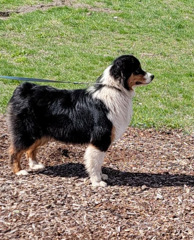 Australian Shepherd Puppies media 25