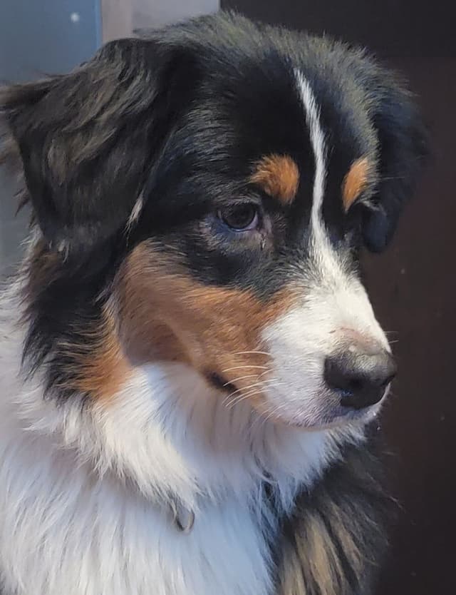 Australian Shepherd Puppies media 26
