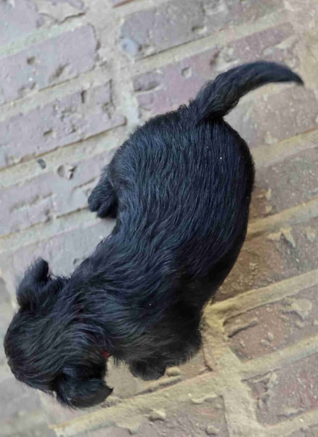 FDR Fala's female black Scottie puppy media 2