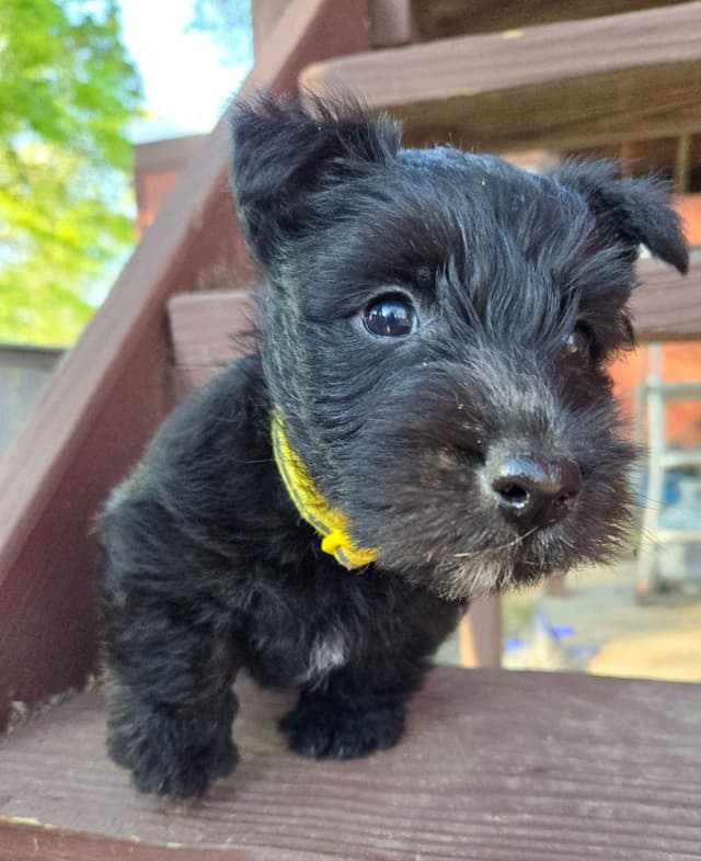 FDR Fala's female black Scottie puppy media 3