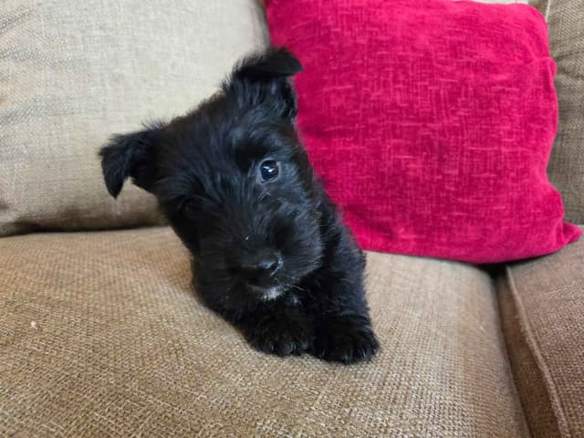 FDR Fala's female black Scottie puppy media 4