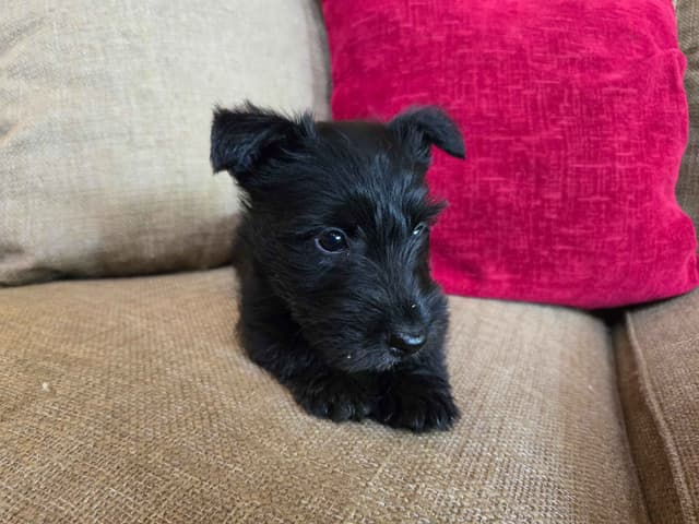 FDR Fala's female black Scottie puppy media 5
