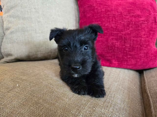 FDR Fala's female black Scottie puppy media 6