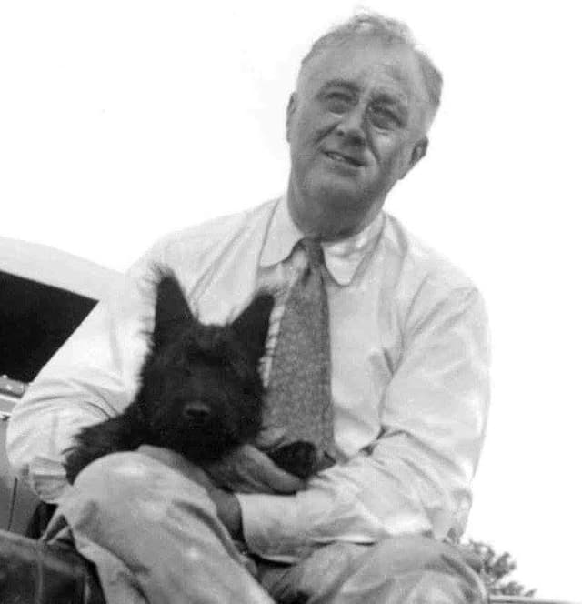 FDR Fala's female black Scottie puppy media 7
