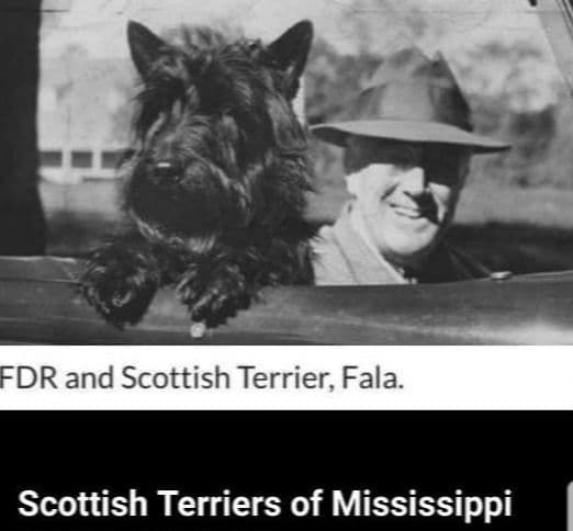 FDR Fala's female black Scottie puppy media 8