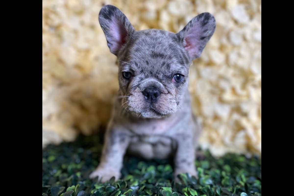 Miniature Schnauzer Puppies breeder image 1