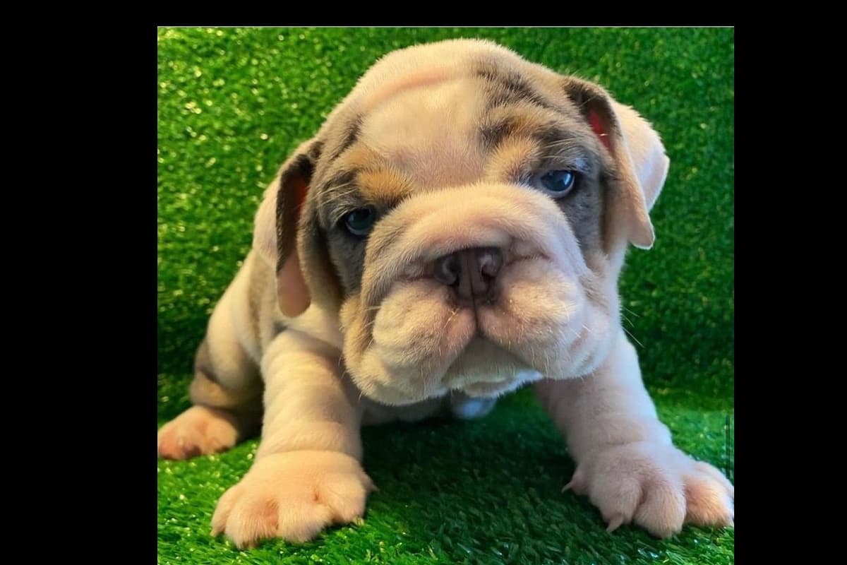 Miniature Schnauzer Puppies breeder image 2