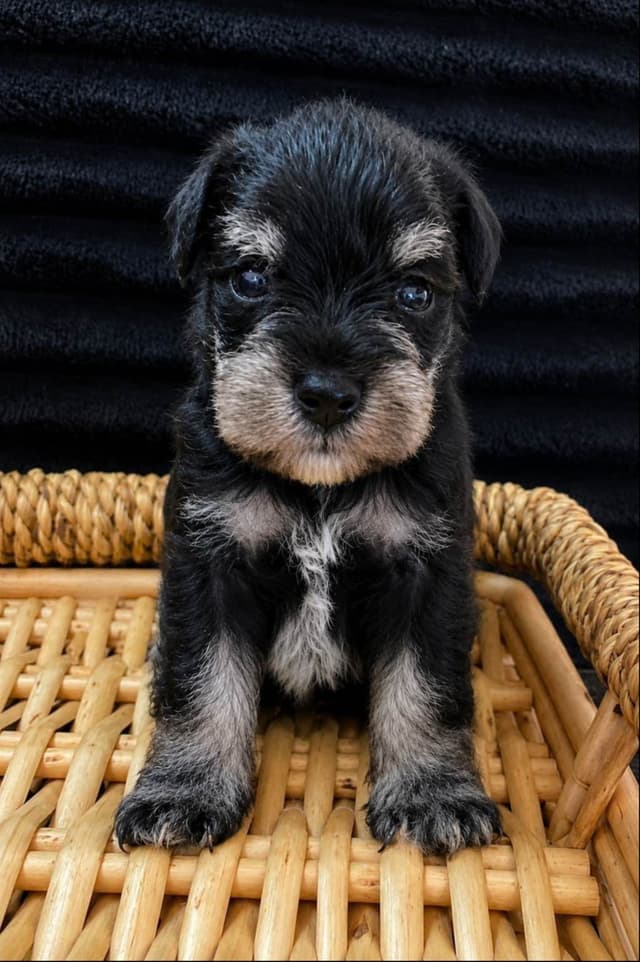Miniature Schnauzer Puppies media 3