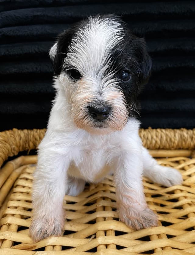 Miniature Schnauzer Puppies media 5