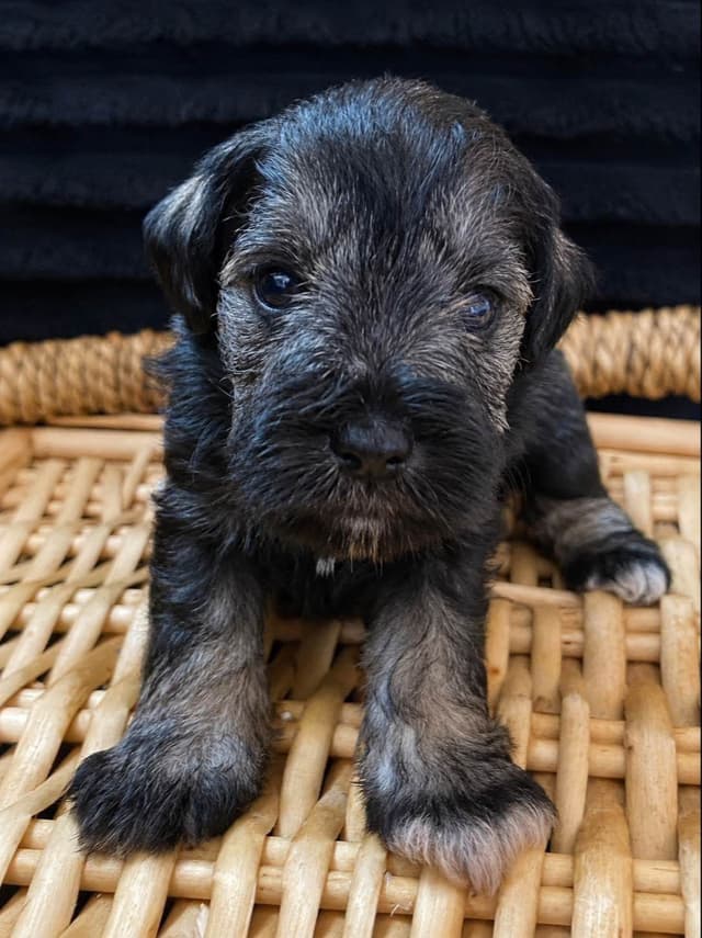 Miniature Schnauzer Puppies media 2