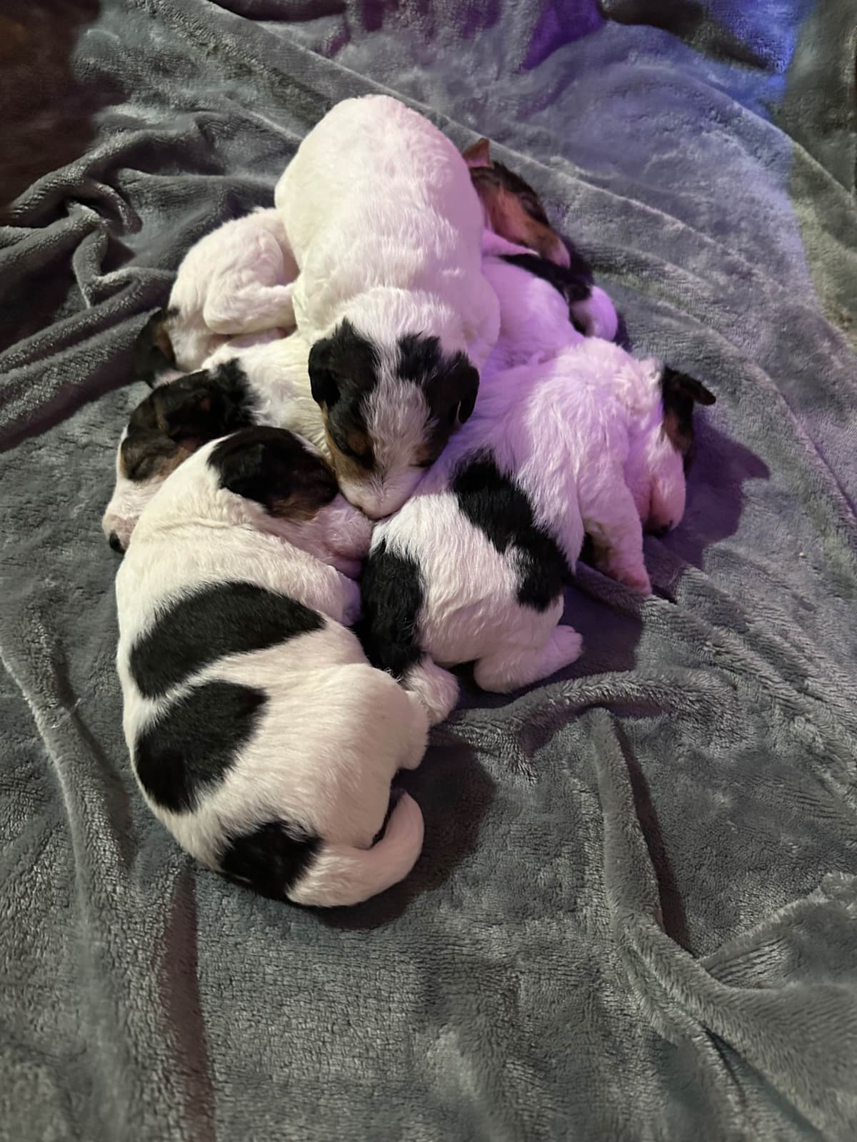 Wire Fox Terrier Puppies breeder image 1