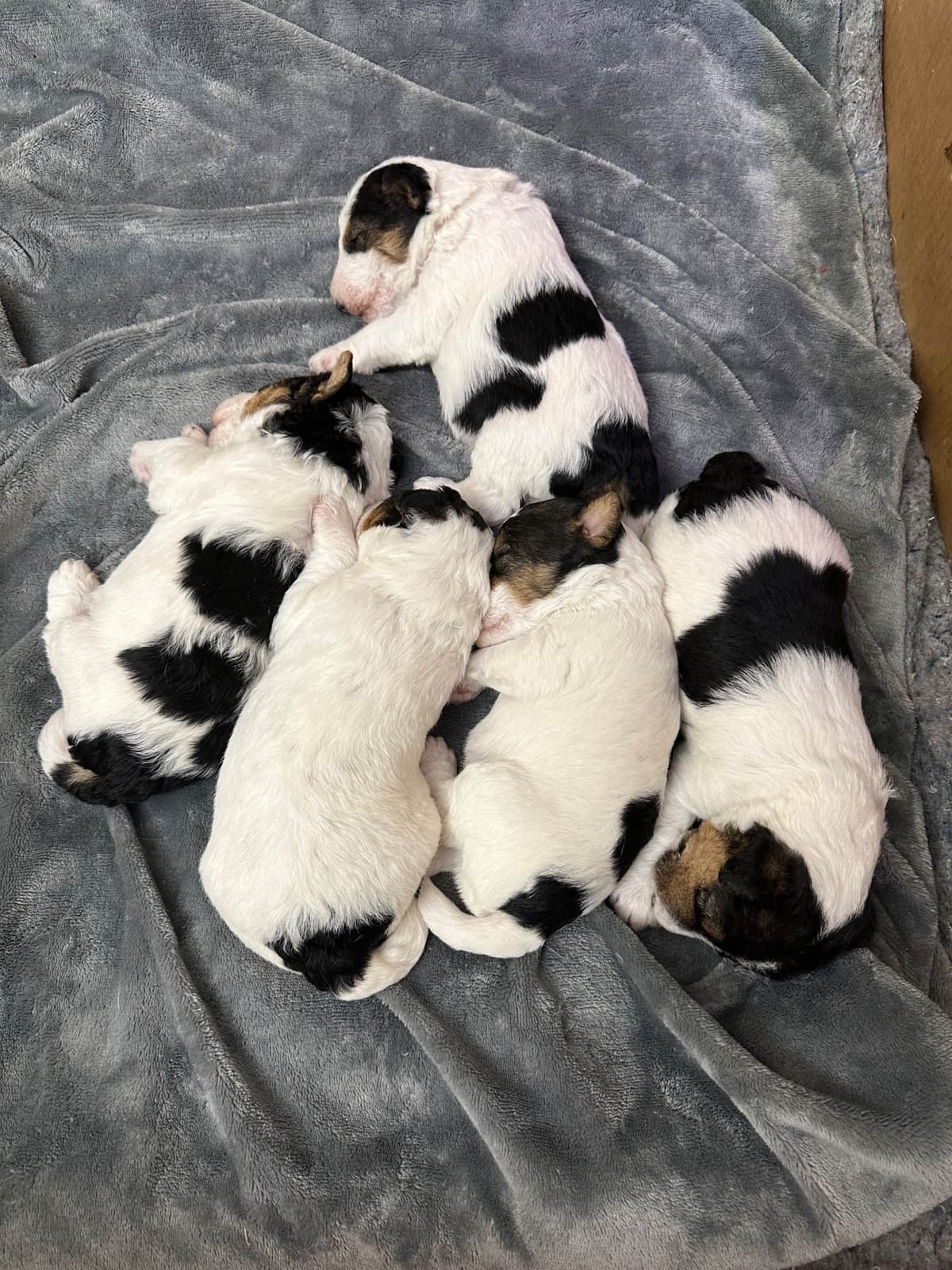 Wire Fox Terrier Puppies breeder image 2
