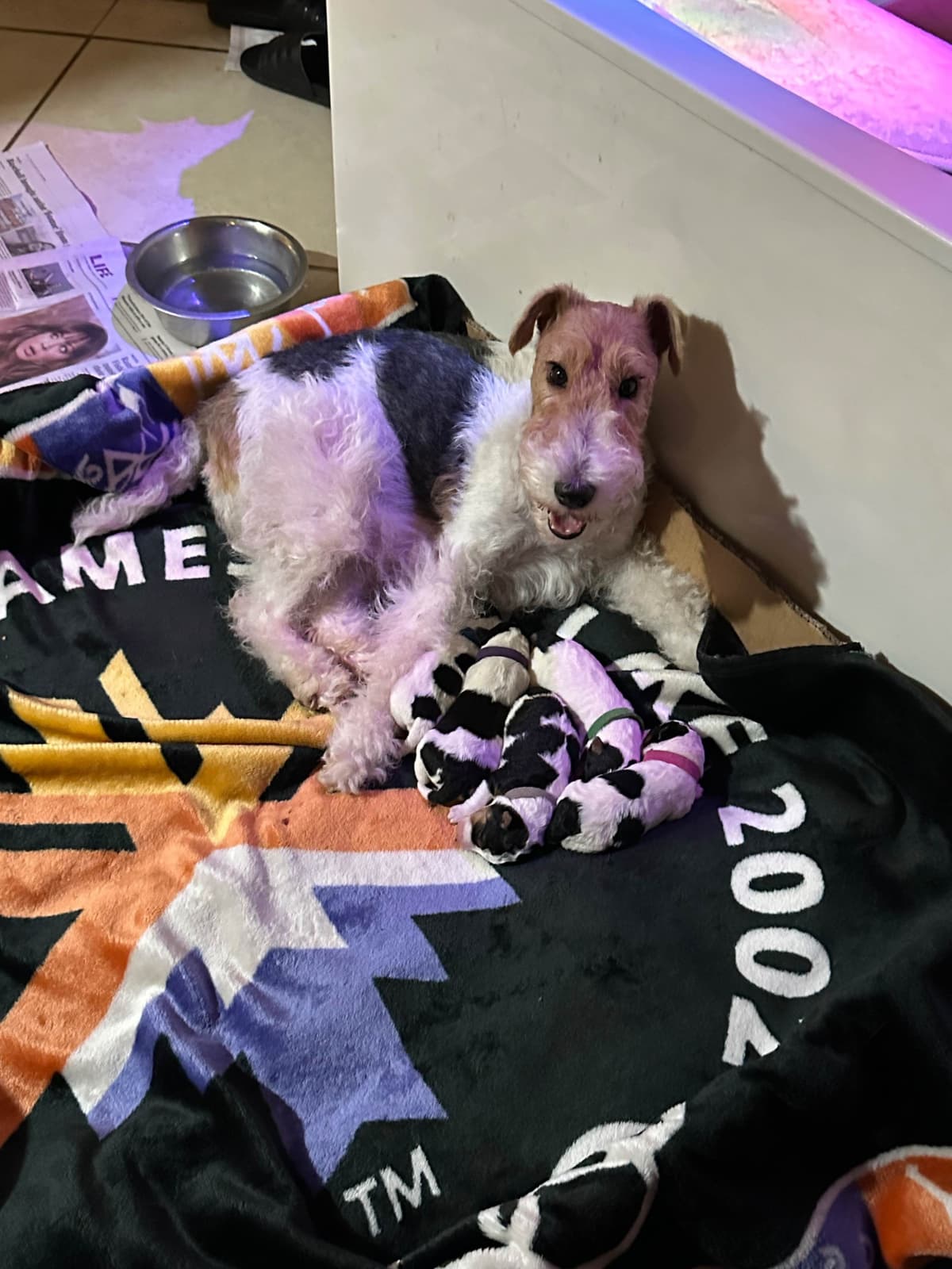 Wire Fox Terrier Puppies breeder image 3