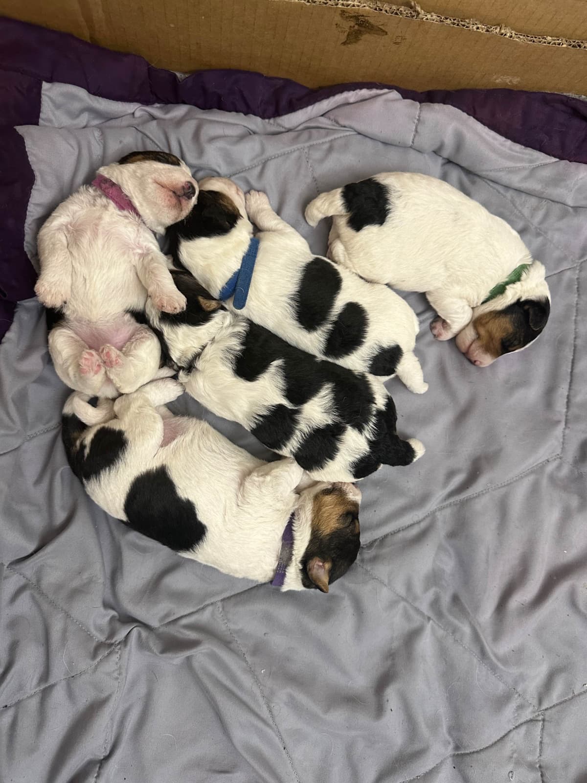 Wire Fox Terrier Puppies breeder image 4