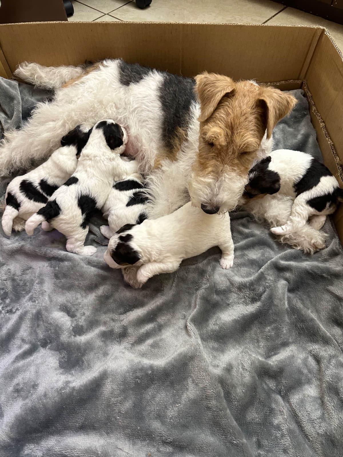 Wire Fox Terrier Puppies breeder image 5