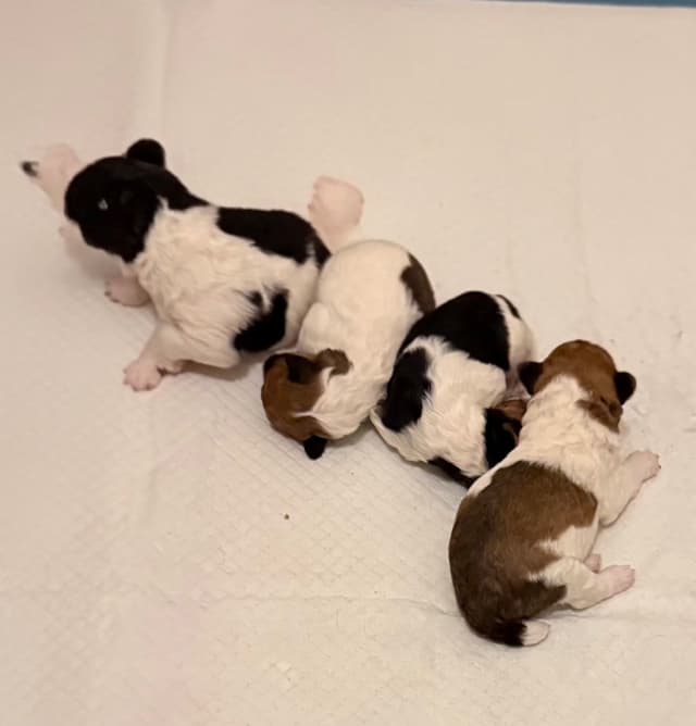 Wire Fox Terrier Puppies media 3