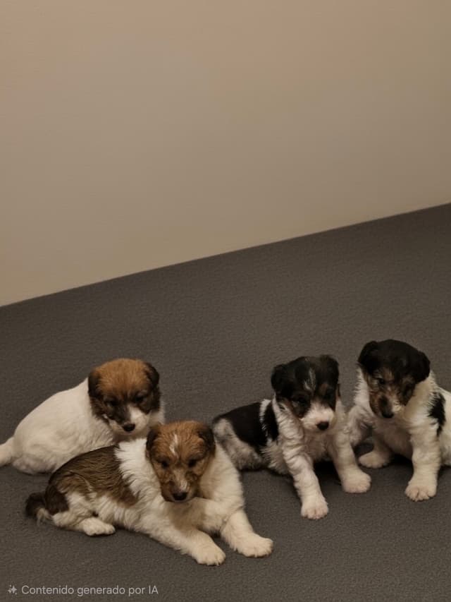 Wire Fox Terrier Puppies media 5