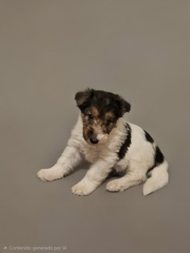 Wire Fox Terrier Puppies media 2