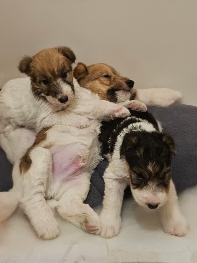 Wire Fox Terrier Puppies media 6