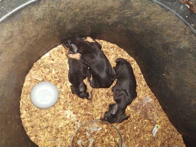 Doberman Pinscher Puppies media 2