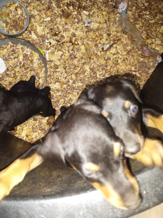 Doberman Pinscher Puppies media 3