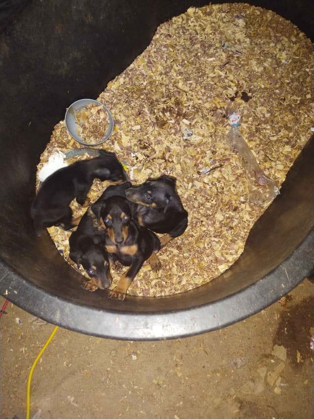 Doberman Pinscher Puppies media 4
