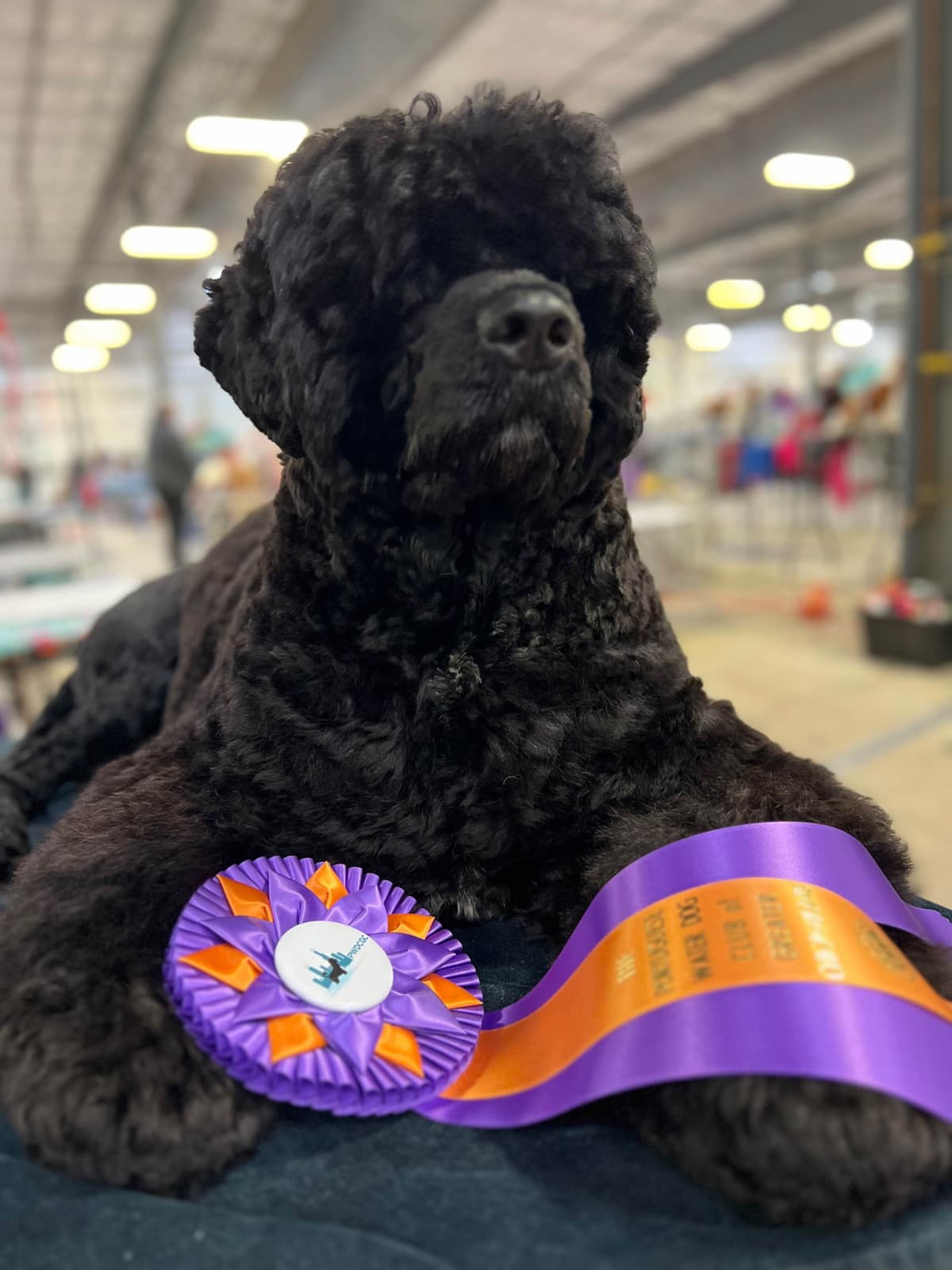 Portuguese Water Dog Puppies breeder image 1