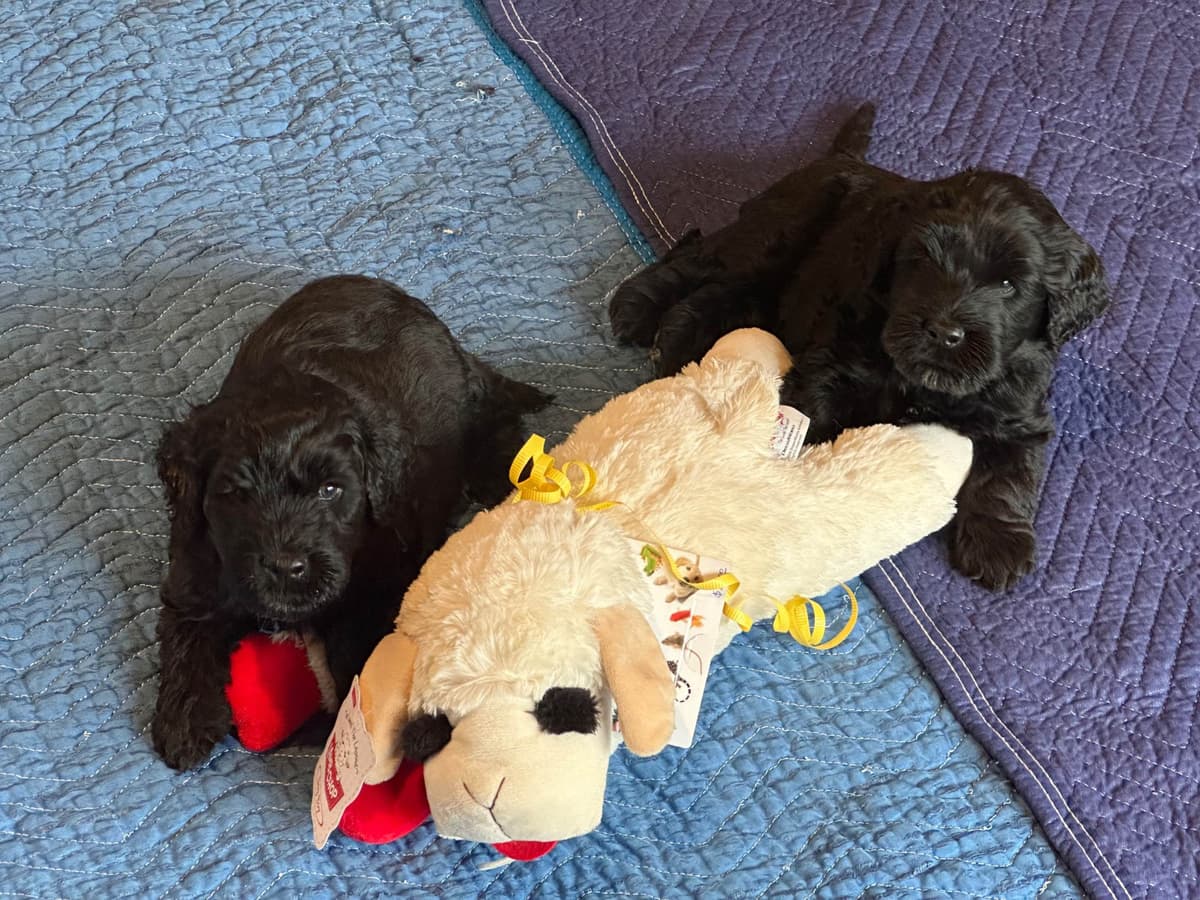 Portuguese Water Dog Puppies breeder image 2