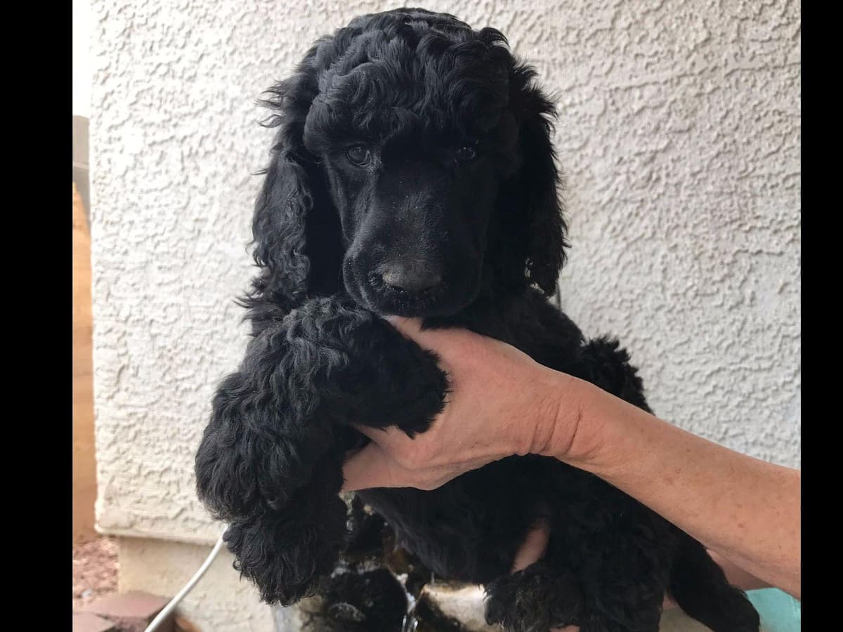 Labrador Retriever Puppies breeder image 3