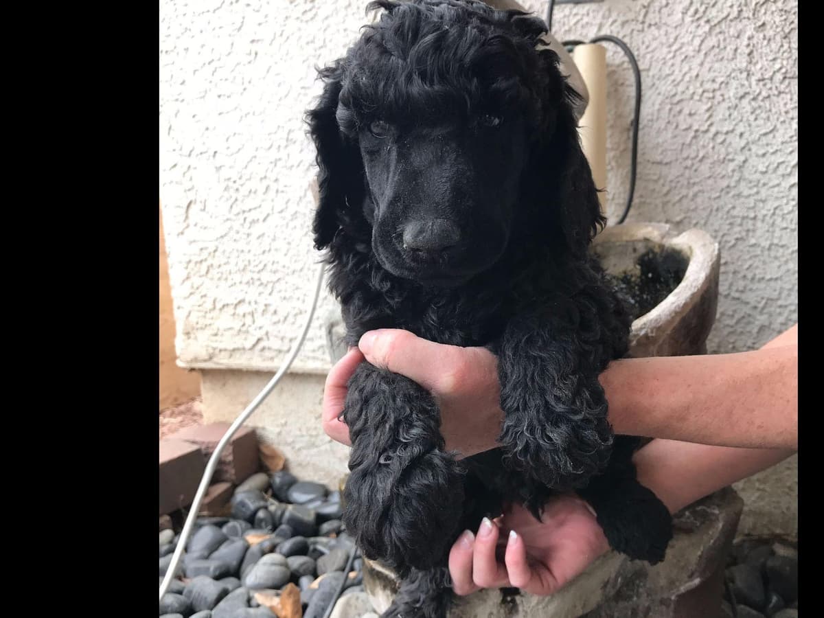 Labrador Retriever Puppies breeder image 4