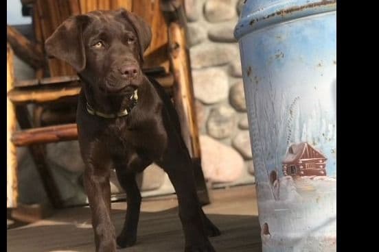 Labrador Retriever Puppies breeder image 1