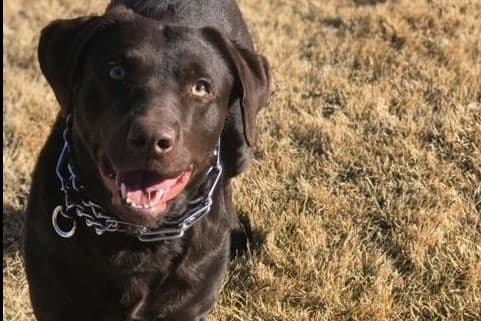 Labrador Retriever Puppies breeder image 5