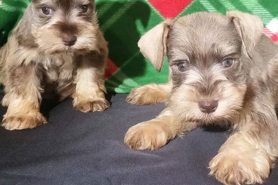 Miniature Schnauzer Puppies breeder image 1