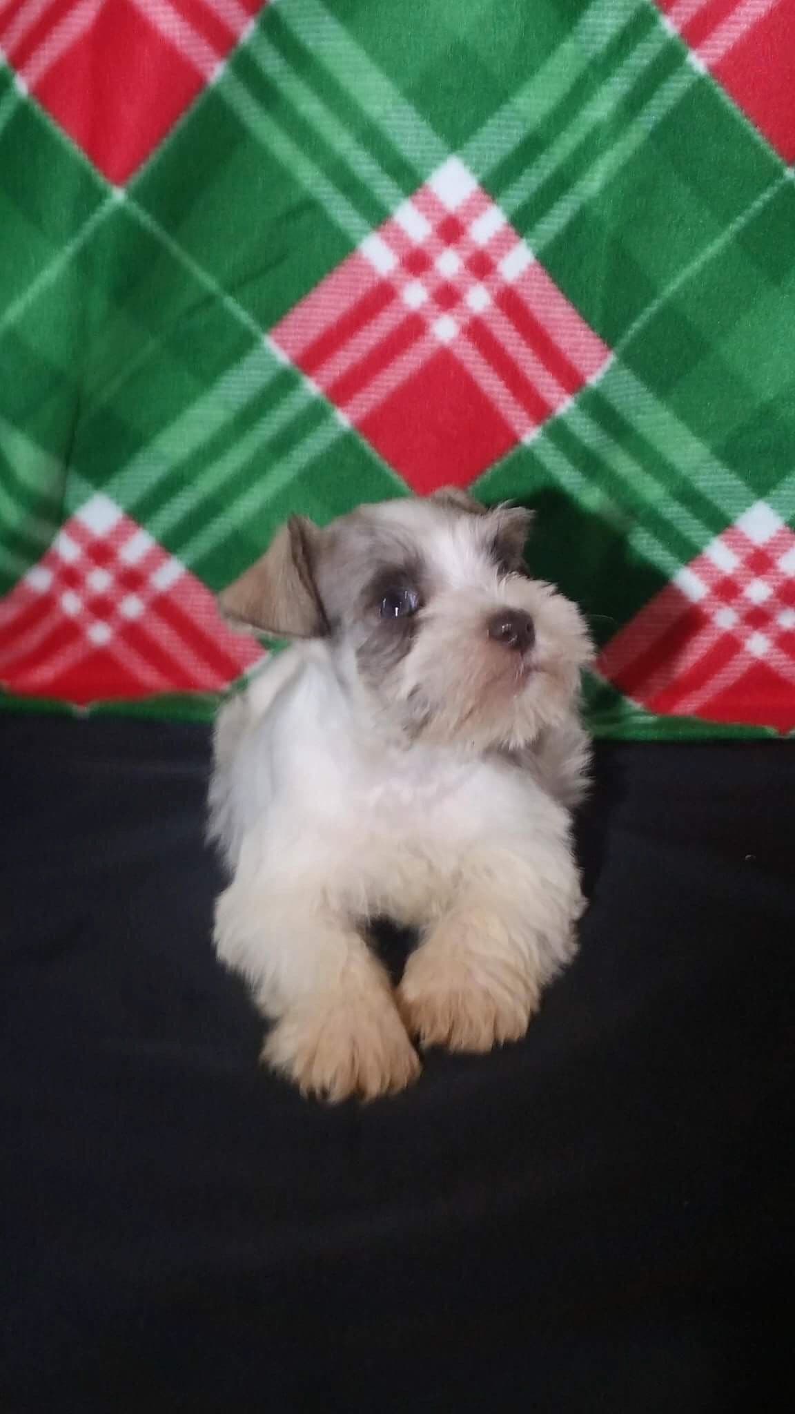 Miniature Schnauzer Puppies breeder image 2