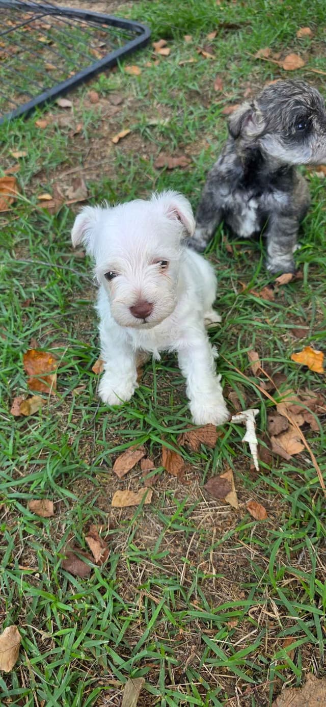 Miniature Schnauzer Puppies media 2