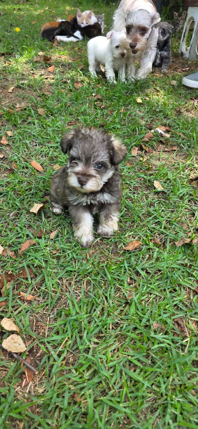 Miniature Schnauzer Puppies media 3