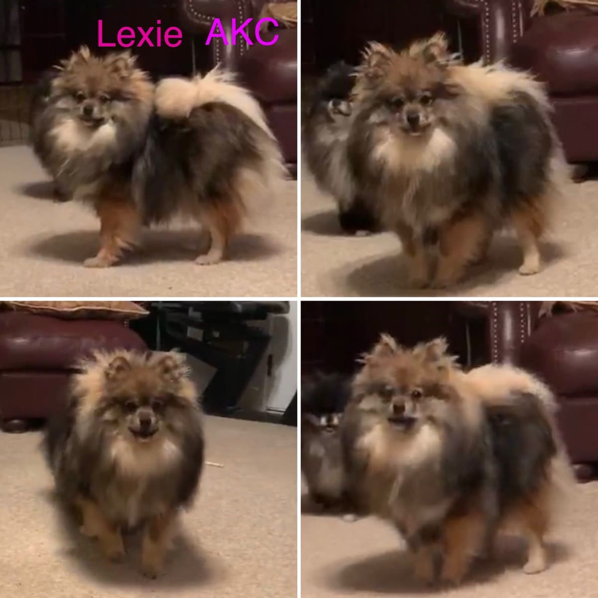 Pomeranian Puppies breeder image 3