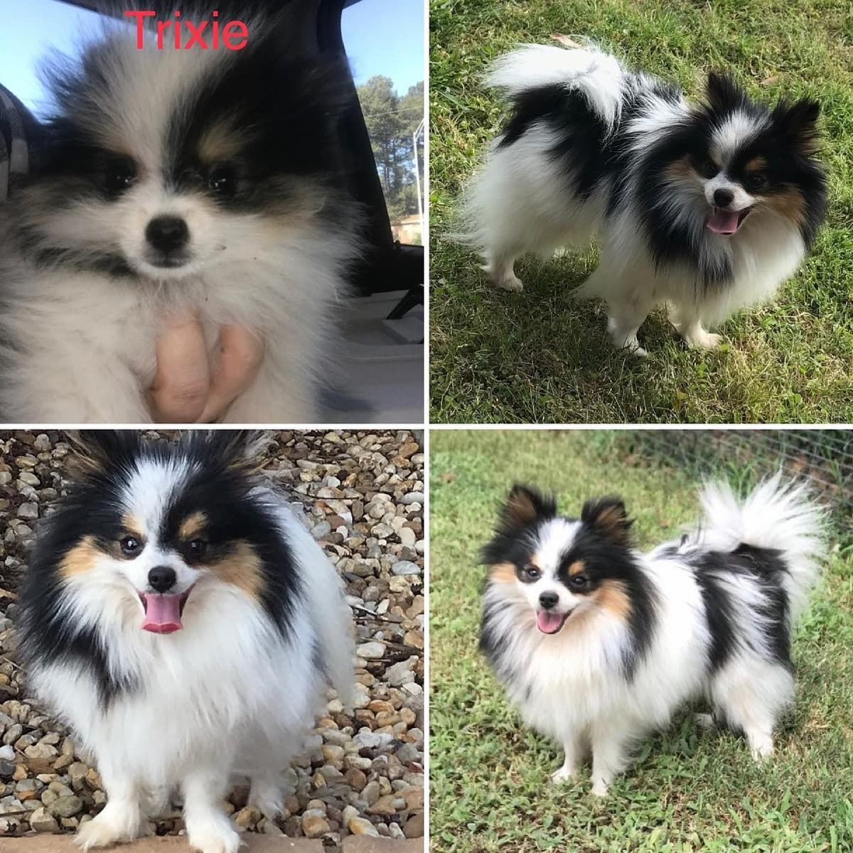 Pomeranian Puppies breeder image 2
