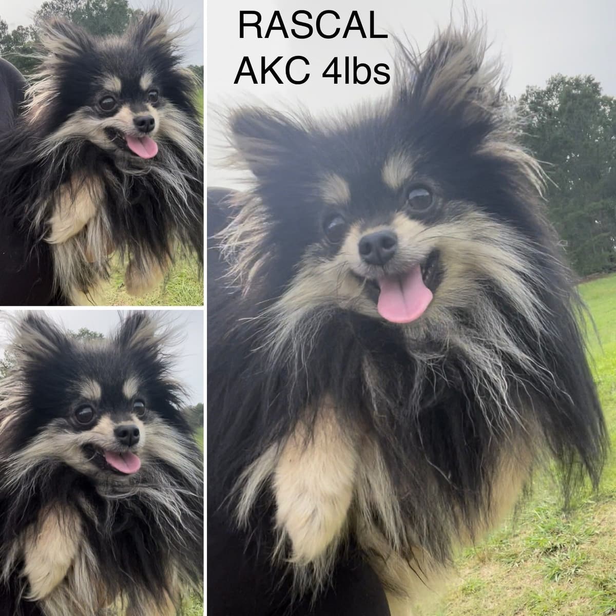 Pomeranian Puppies breeder image 4